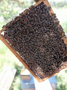 Vente d'essaim d'abeille Buckfast