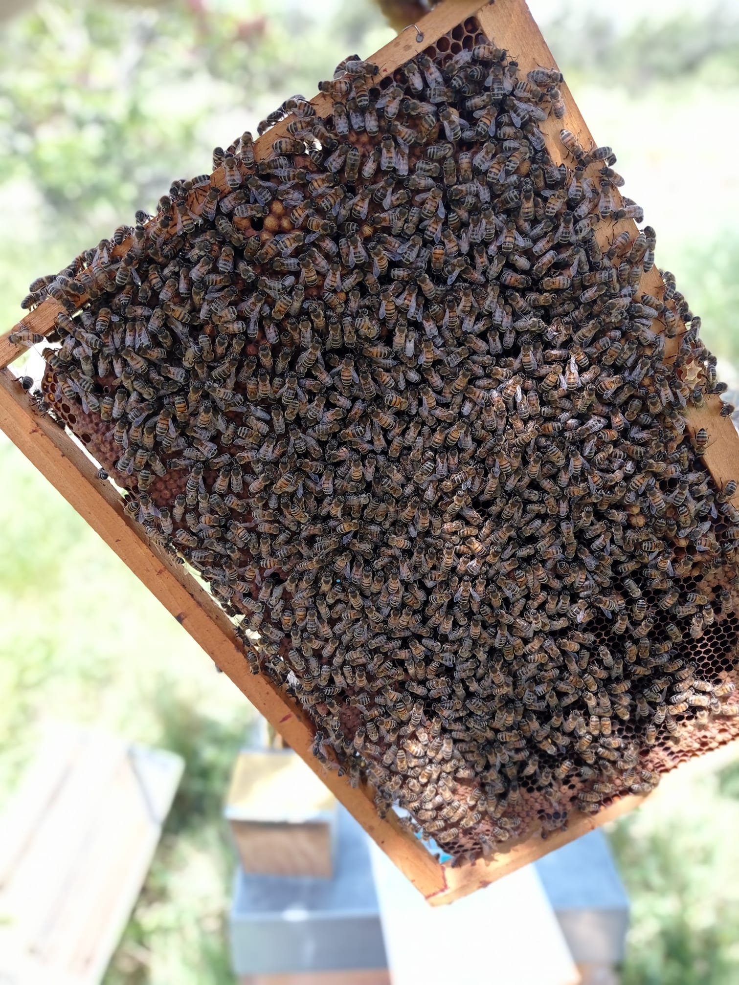 Vente d'essaim d'abeille Buckfast