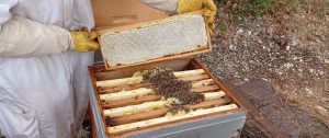 Vente de miel et d'essaims, blog apiculture Gard, St Jean de Maruejols