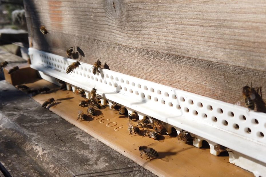 Apiculture sortie d'hivernage, vente d'essaims d'abeille dans le Gard, Céze cévennes, 30430 St Jean de Maruéjols