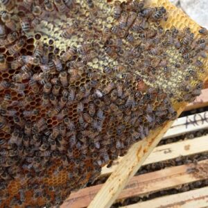 Essaim d'abeilles Buckfast Frère Adam à vendre dans le Gard - Obtenez votre propre colonie de ces abeilles productives et résistantes à la maladie avec notre sélection d'essaims Buckfast disponibles pour l'achat maintenant. Disponible à St Jean de Maruéjols 30430 dans le Gard.