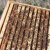 Essaim d'abeilles Hiverné Frère Adam/Buck (Acompte) – Image 2
