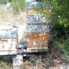 Essaim d'abeilles Frère Adam/Buck à vendre dans le Gard