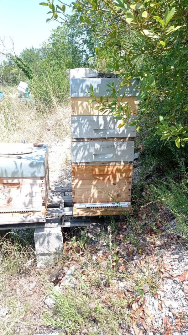 Essaim d'abeilles Frère Adam/Buck à vendre dans le Gard