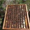 Essaim d'abeilles Buckfast à vendre dans le Gard - Obtenez votre propre colonie de ces abeilles productives et résistantes à la maladie avec notre sélection d'essaims Buckfast disponibles pour l'achat maintenant dans le département du Gard.